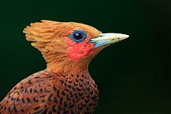 Chestnut-colored Woodpecker